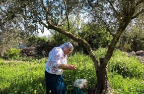 מלקטים